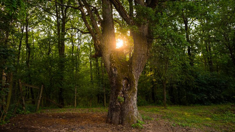 szerelmesek-tolgye-oszi-eskuvo-kiallitas-cewes-magazin_ftr-960×540